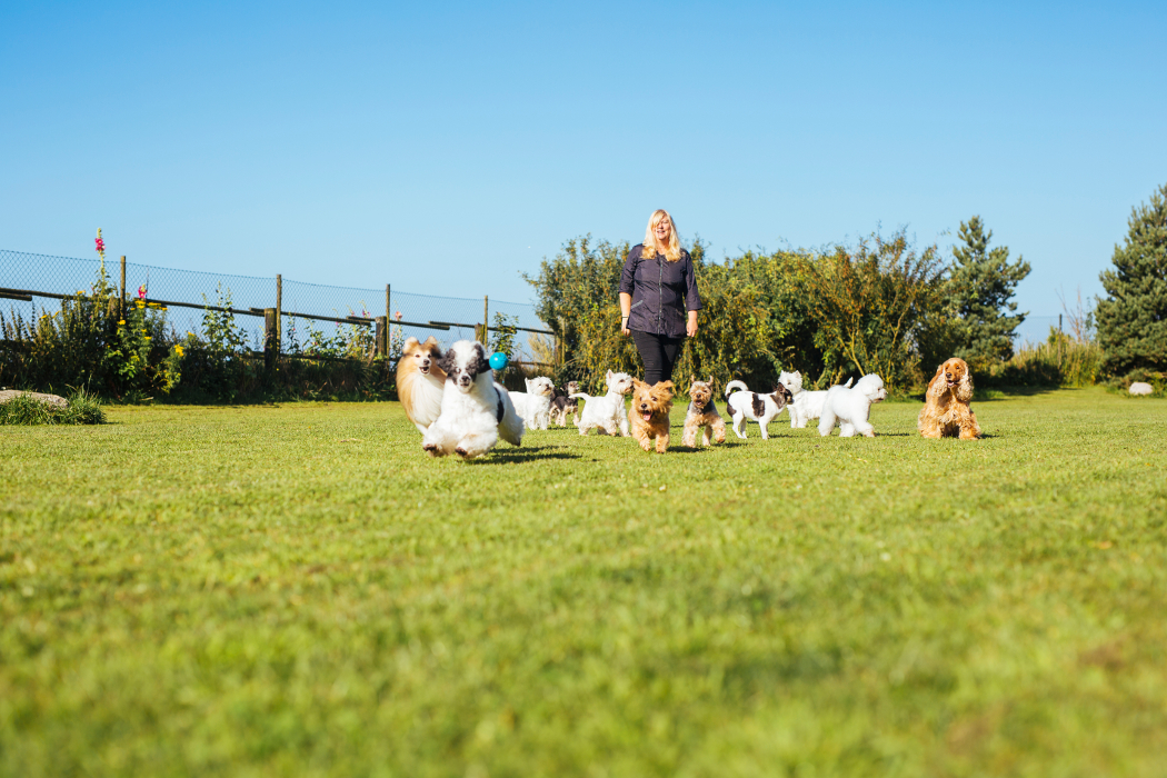 service de garde animaux